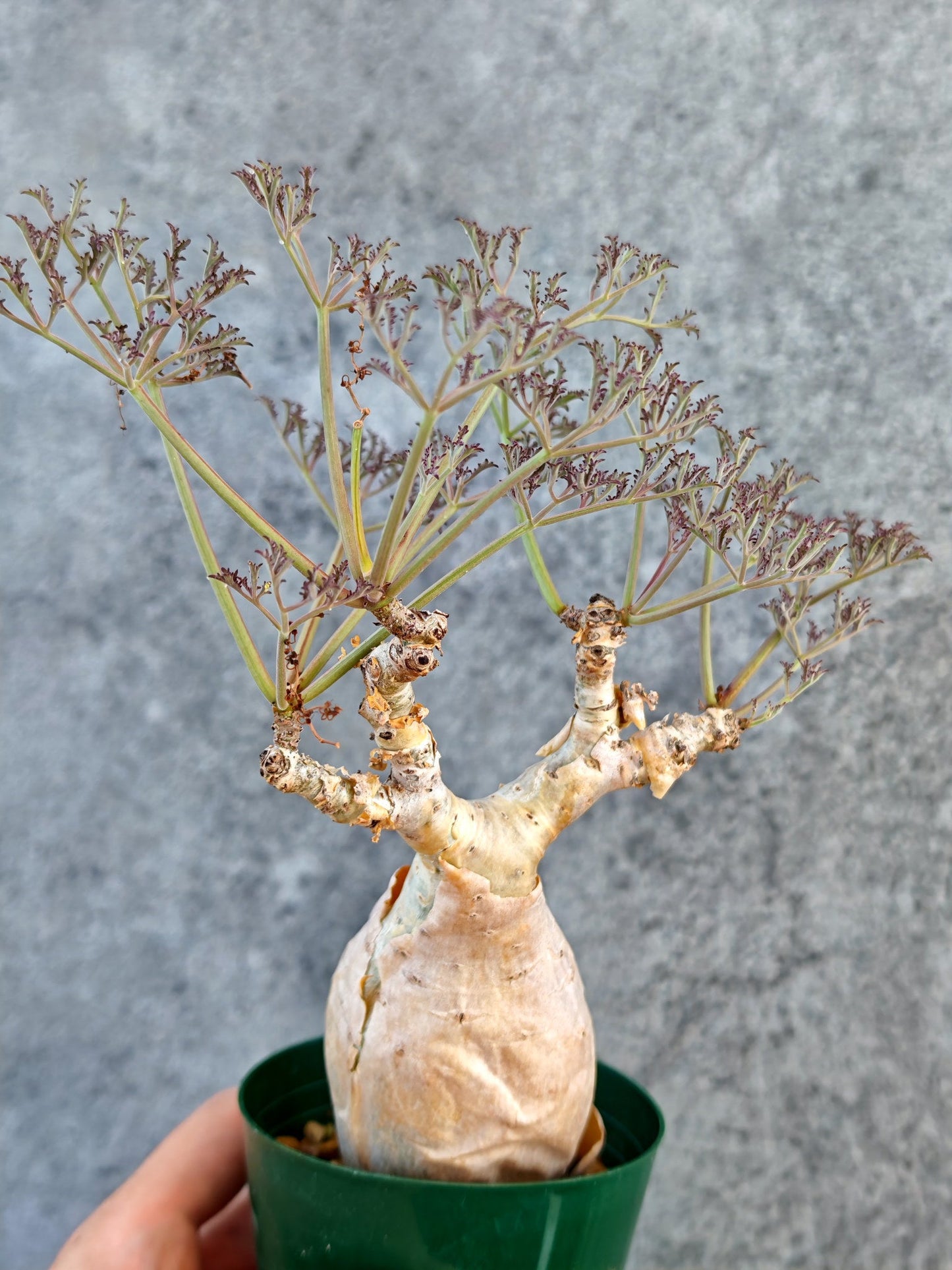 【現品限り】キフォステンマ・ベティフォルメ ナローリーフ 現地株 発根済み【K63】 Cyphostemma betiforme Somalia