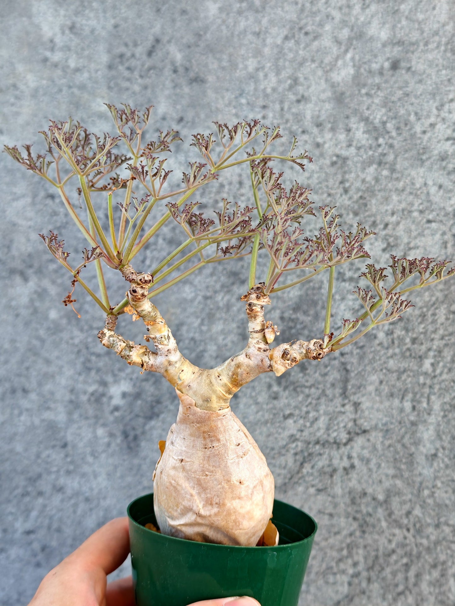 【現品限り】キフォステンマ・ベティフォルメ ナローリーフ 現地株 発根済み【K63】 Cyphostemma betiforme Somalia