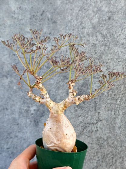 【現品限り】キフォステンマ・ベティフォルメ ナローリーフ 現地株 発根済み【K63】 Cyphostemma betiforme Somalia