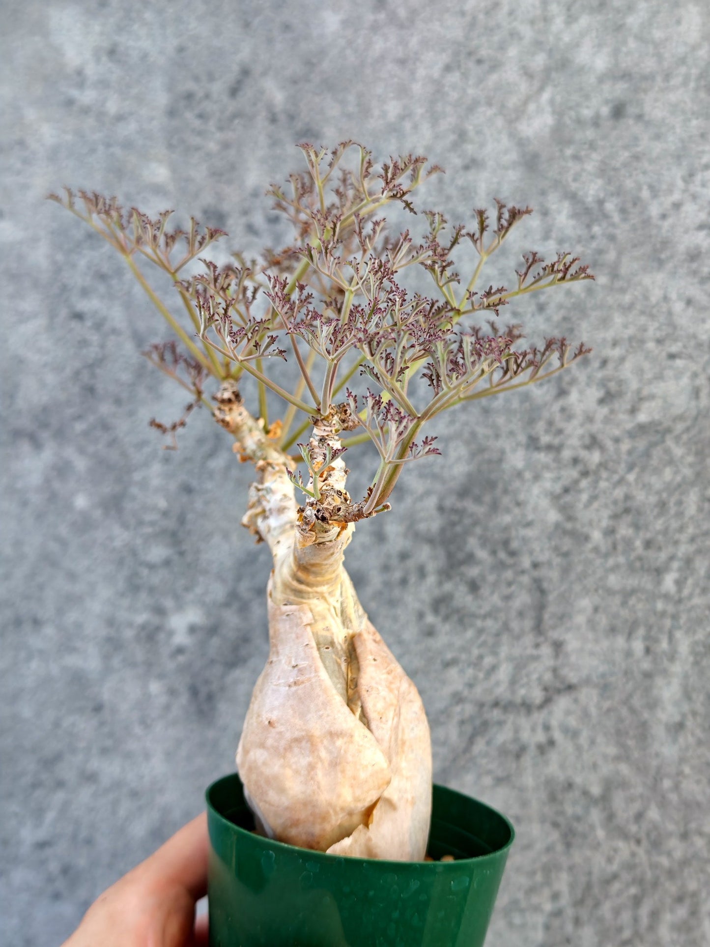 【現品限り】キフォステンマ・ベティフォルメ ナローリーフ 現地株 発根済み【K63】 Cyphostemma betiforme Somalia