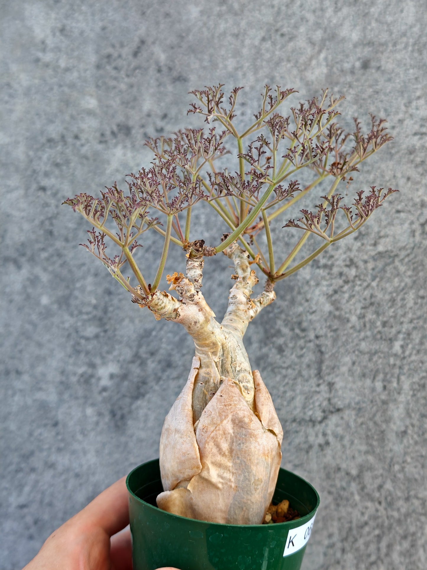 【現品限り】キフォステンマ・ベティフォルメ ナローリーフ 現地株 発根済み【K63】 Cyphostemma betiforme Somalia