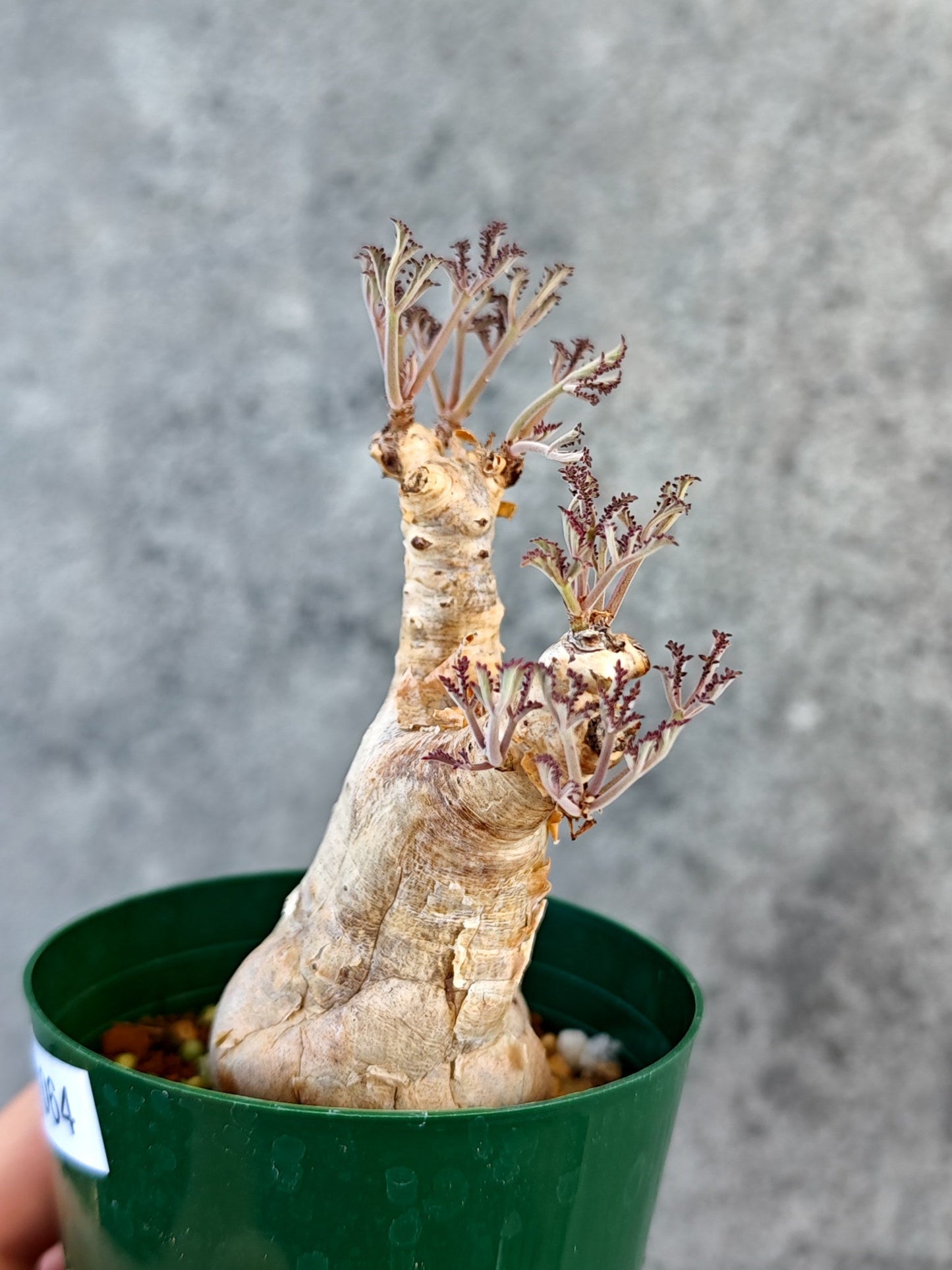 【現品限り】キフォステンマ・ベティフォルメ ナローリーフ 現地株 発根済み【K64】 Cyphostemma betiforme Somalia