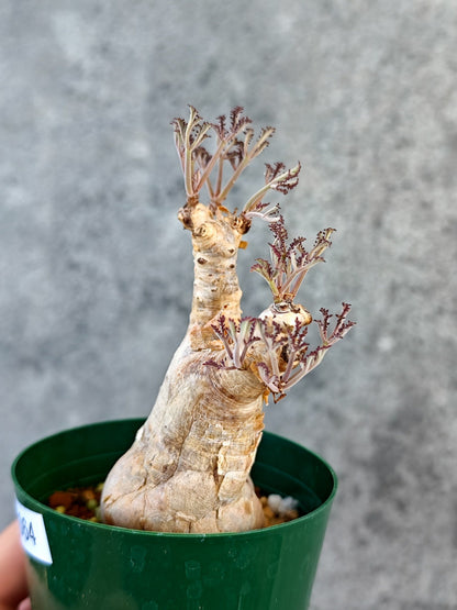 【現品限り】キフォステンマ・ベティフォルメ ナローリーフ 現地株 発根済み【K64】 Cyphostemma betiforme Somalia