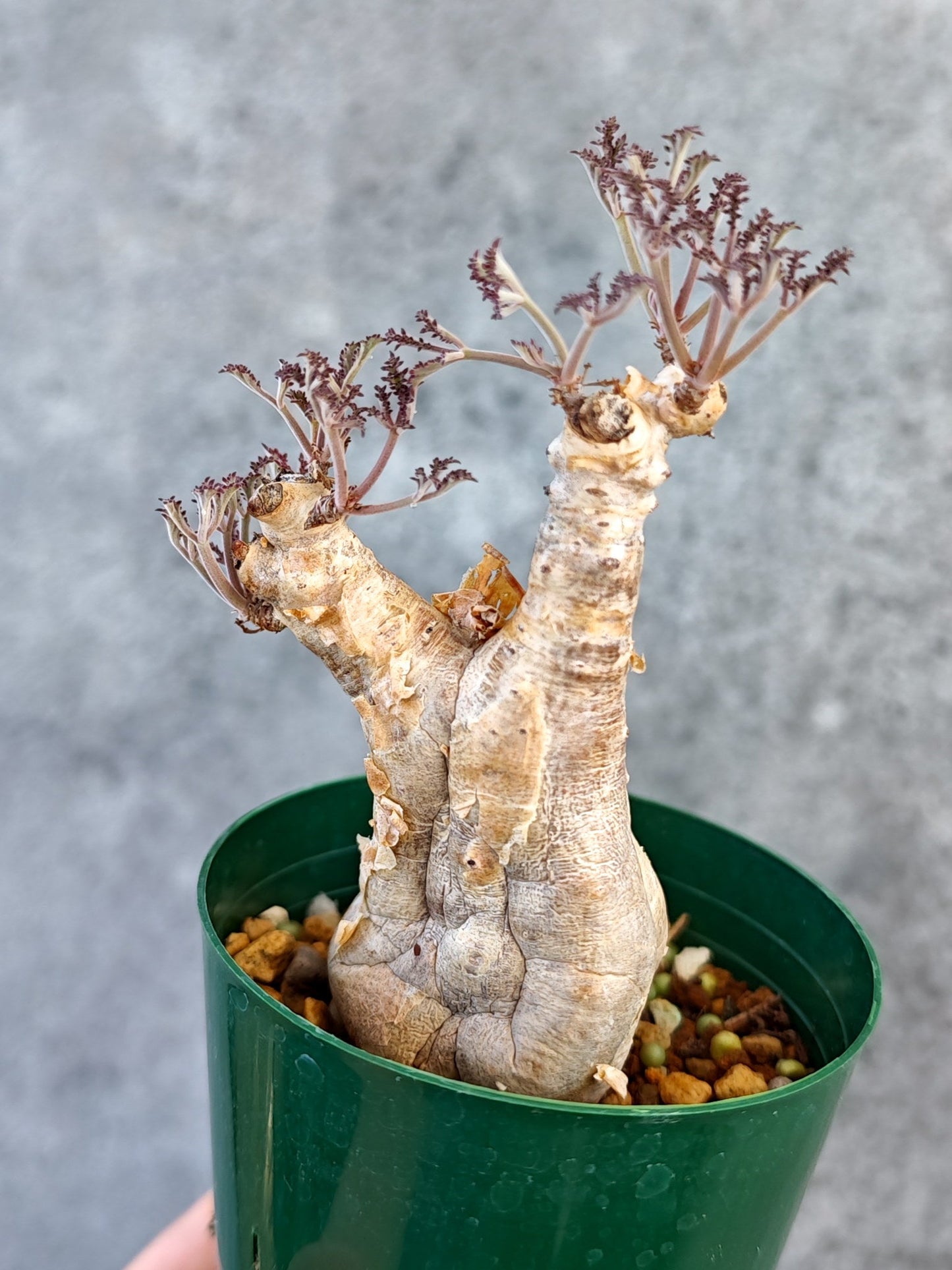 【現品限り】キフォステンマ・ベティフォルメ ナローリーフ 現地株 発根済み【K64】 Cyphostemma betiforme Somalia