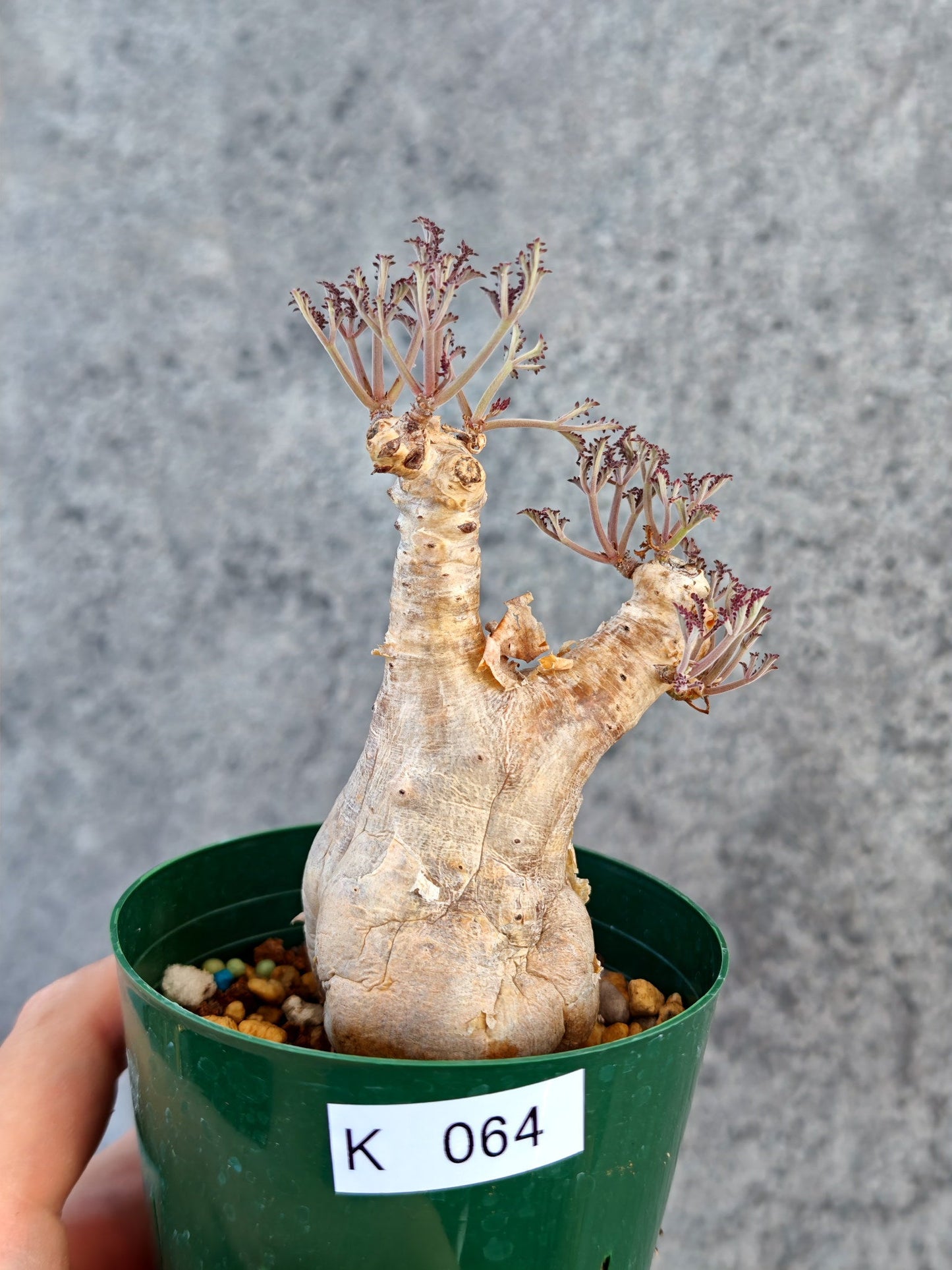 【現品限り】キフォステンマ・ベティフォルメ ナローリーフ 現地株 発根済み【K64】 Cyphostemma betiforme Somalia