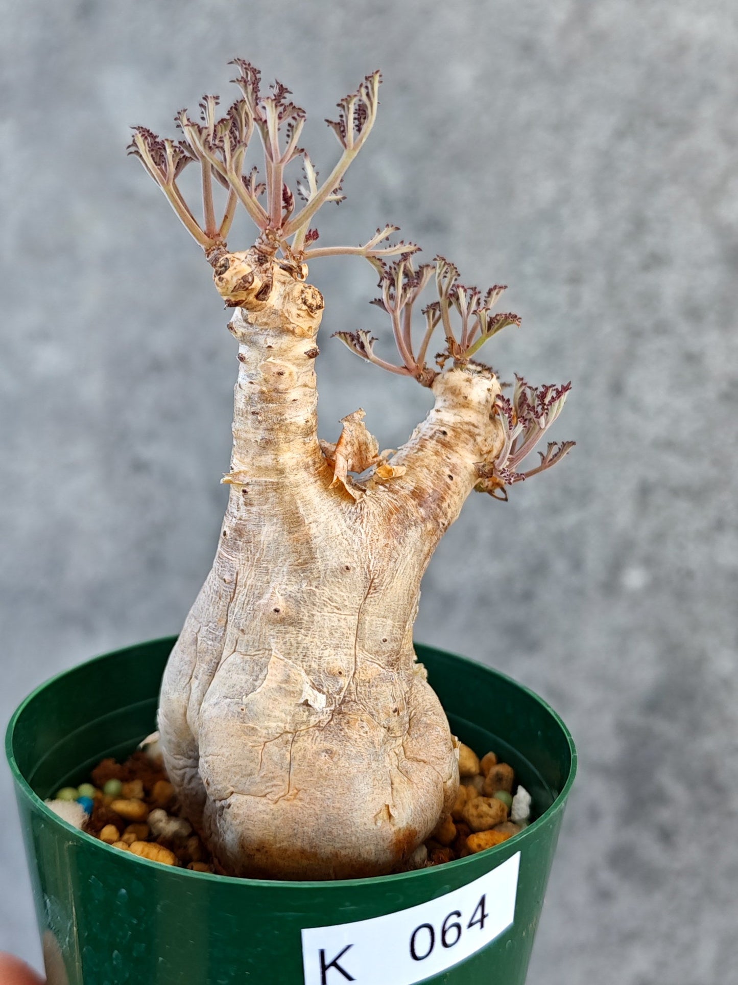 【現品限り】キフォステンマ・ベティフォルメ ナローリーフ 現地株 発根済み【K64】 Cyphostemma betiforme Somalia
