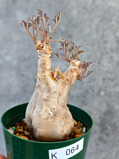 【現品限り】キフォステンマ・ベティフォルメ ナローリーフ 現地株 発根済み【K64】 Cyphostemma betiforme Somalia