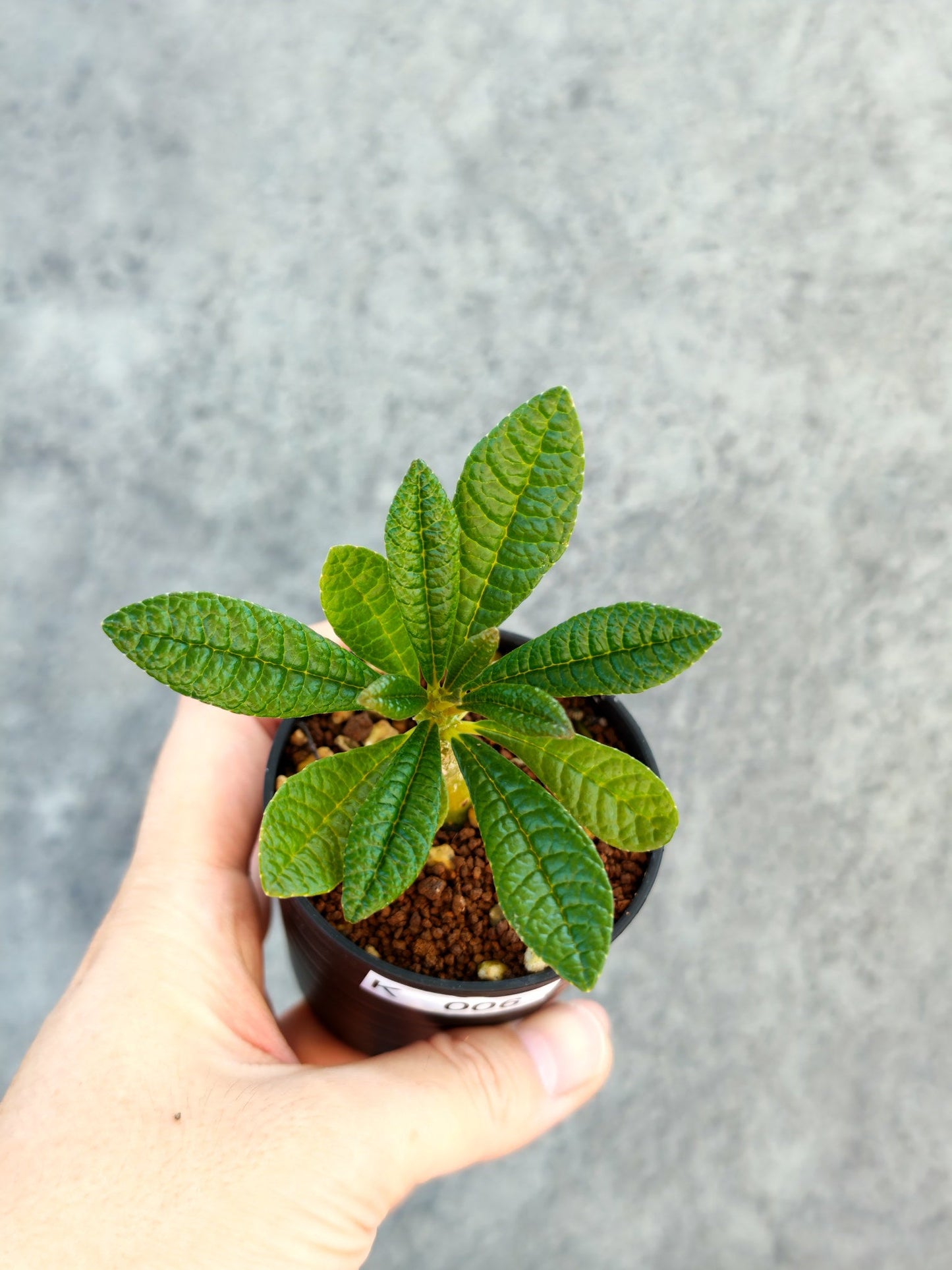 【現品限り】ドルステニア・ギガス 実生【K6】 Dorstenia gigas