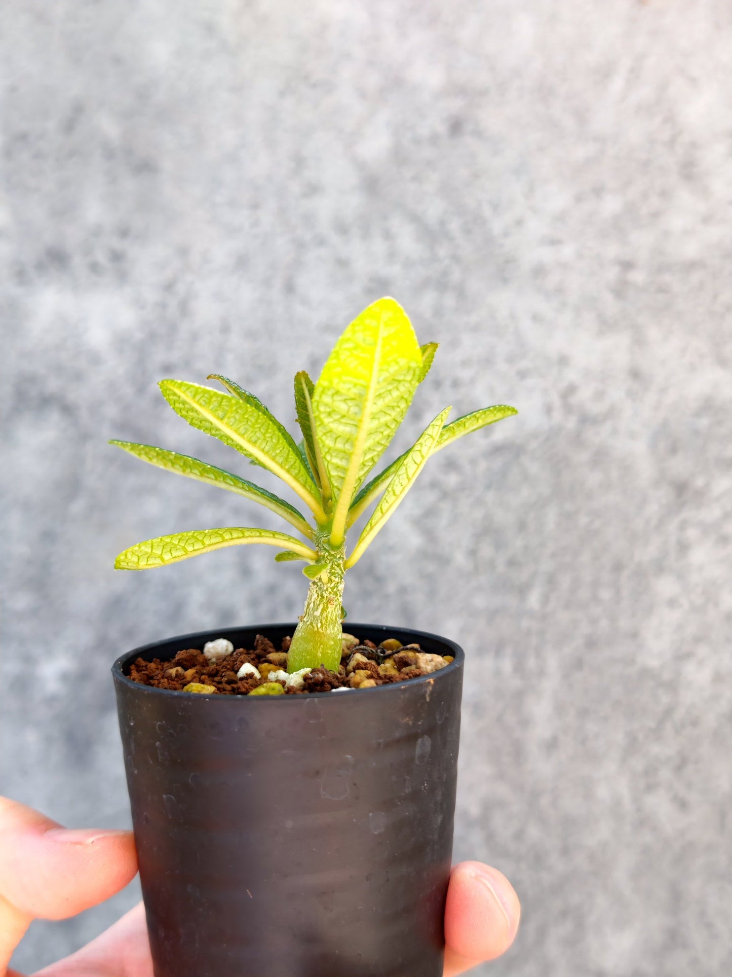【現品限り】ドルステニア・ギガス 実生【K6】 Dorstenia gigas
