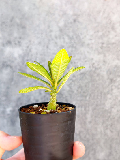 【現品限り】ドルステニア・ギガス 実生【K6】 Dorstenia gigas