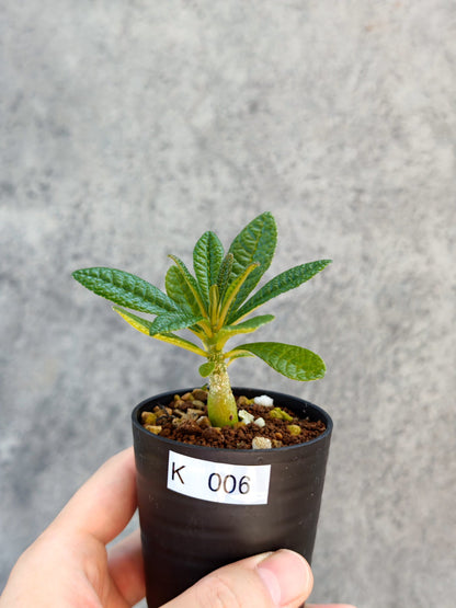 【現品限り】ドルステニア・ギガス 実生【K6】 Dorstenia gigas