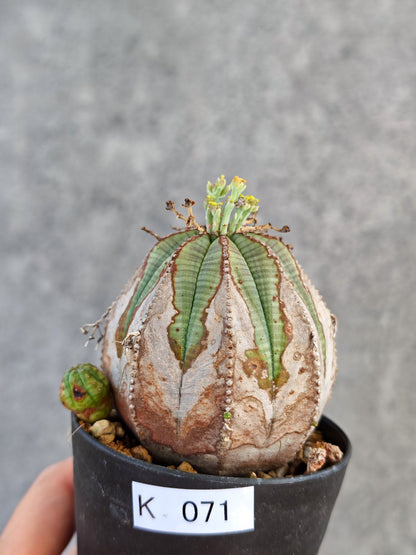 【現品限り】ユーフォルビア・オベサ メス コレクション株 実生【K71】 Euphorbia obesa