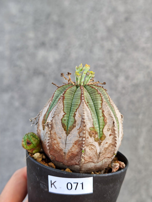 【現品限り】ユーフォルビア・オベサ メス コレクション株 実生【K71】 Euphorbia obesa