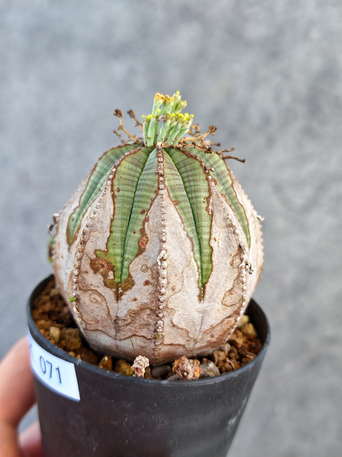 【現品限り】ユーフォルビア・オベサ メス コレクション株 実生【K71】 Euphorbia obesa