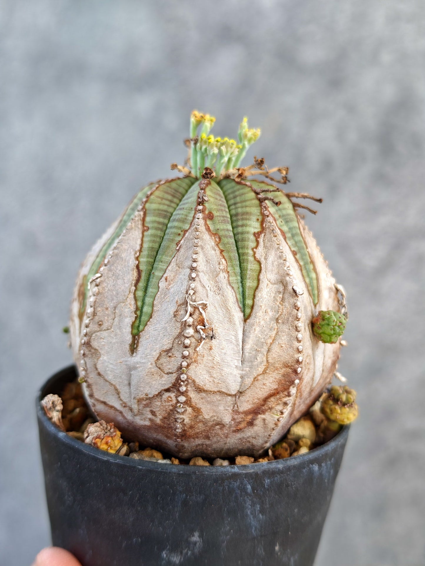 【現品限り】ユーフォルビア・オベサ メス コレクション株 実生【K71】 Euphorbia obesa