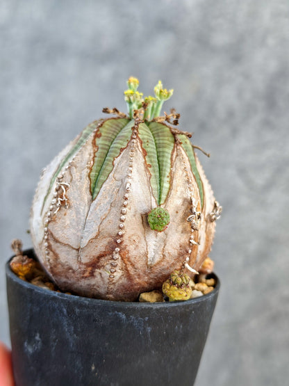 【現品限り】ユーフォルビア・オベサ メス コレクション株 実生【K71】 Euphorbia obesa