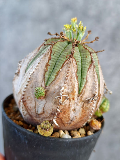 【現品限り】ユーフォルビア・オベサ メス コレクション株 実生【K71】 Euphorbia obesa
