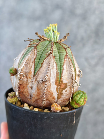 【現品限り】ユーフォルビア・オベサ メス コレクション株 実生【K71】 Euphorbia obesa