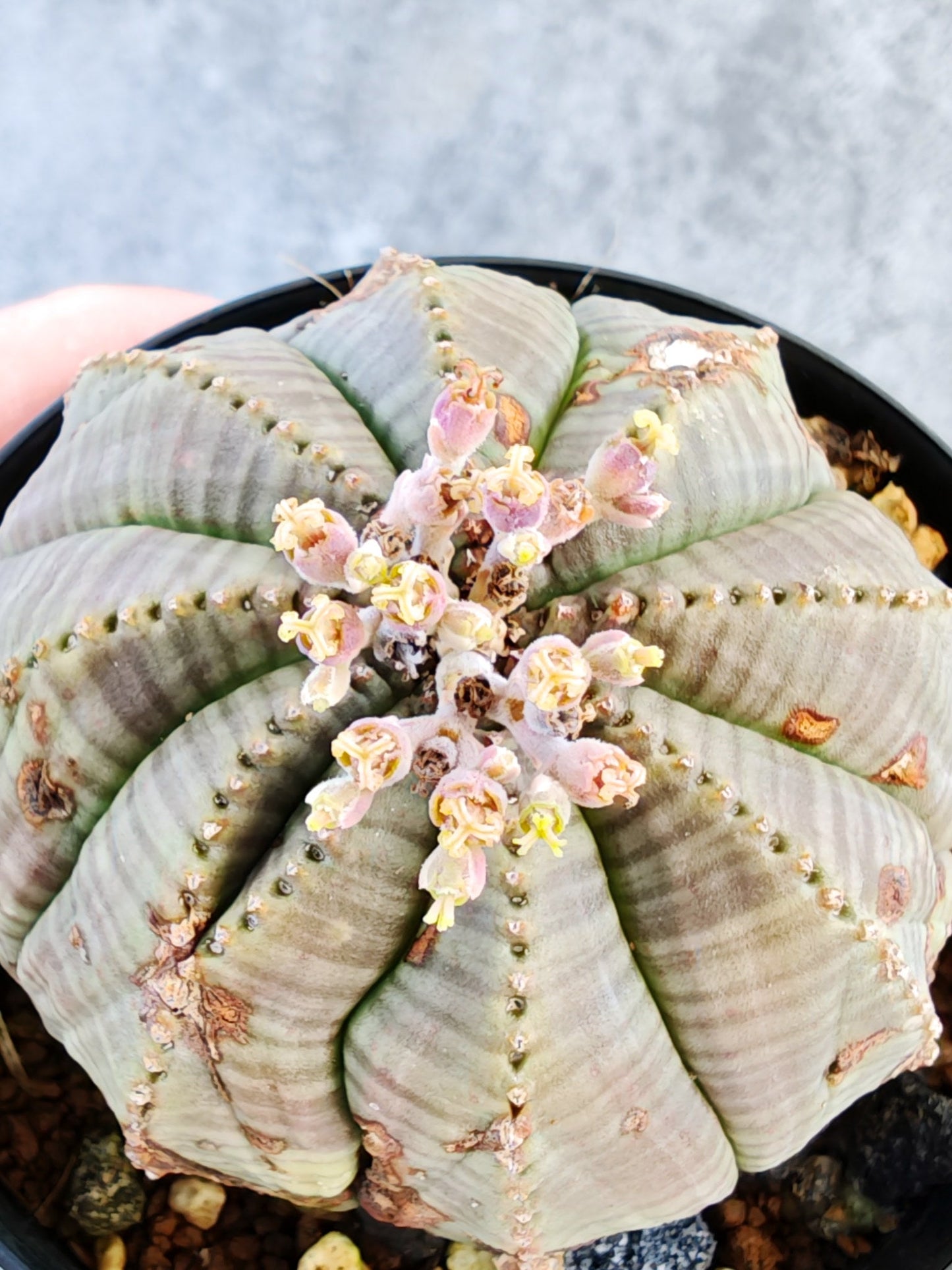 【現品限り】ユーフォルビア・オベサ メス 実生【K72】 Euphorbia obesa