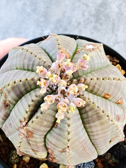 【現品限り】ユーフォルビア・オベサ メス 実生【K72】 Euphorbia obesa