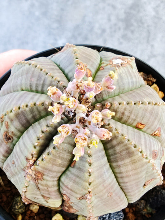【現品限り】ユーフォルビア・オベサ メス 実生【K72】 Euphorbia obesa