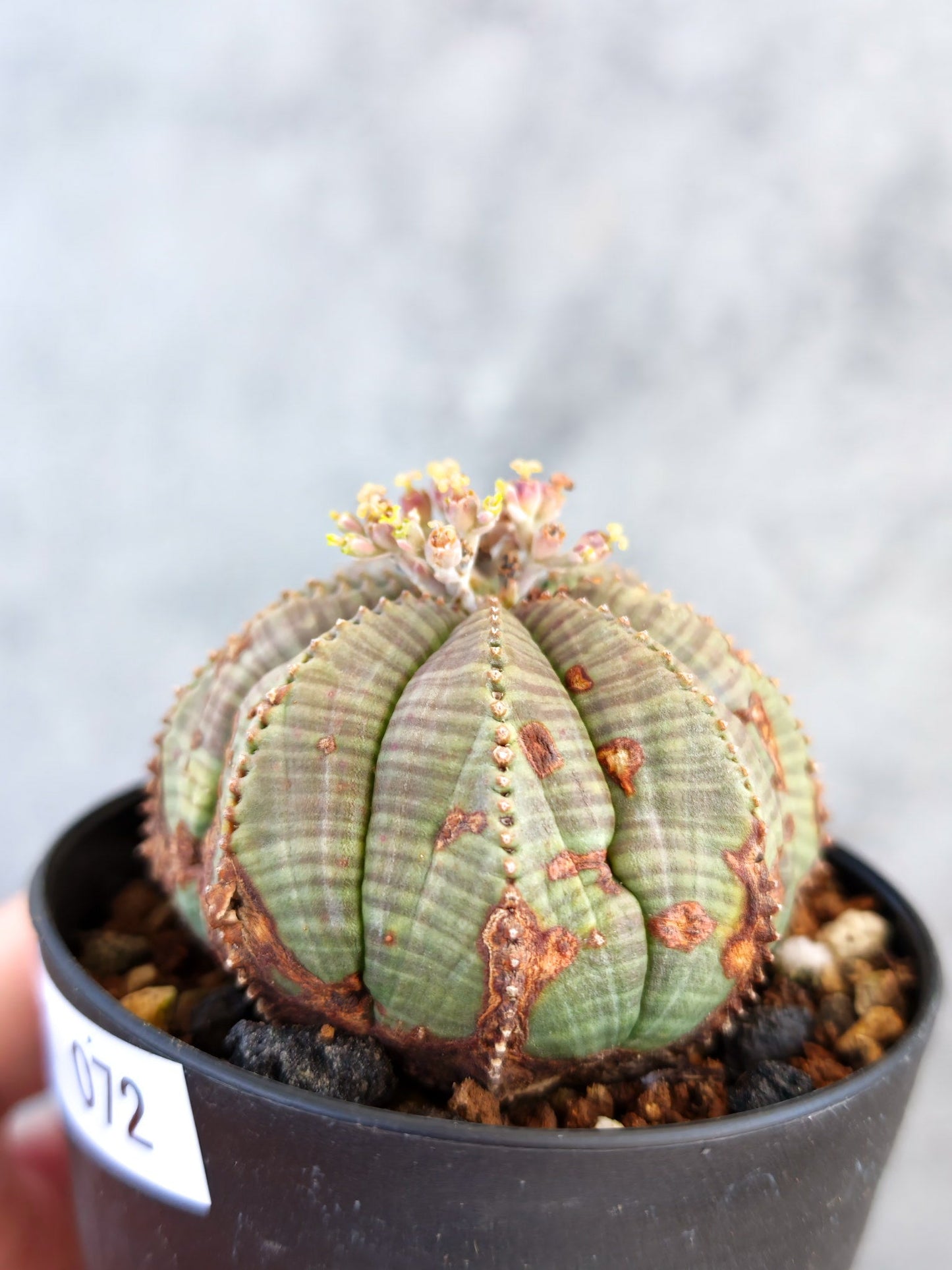 【現品限り】ユーフォルビア・オベサ メス 実生【K72】 Euphorbia obesa