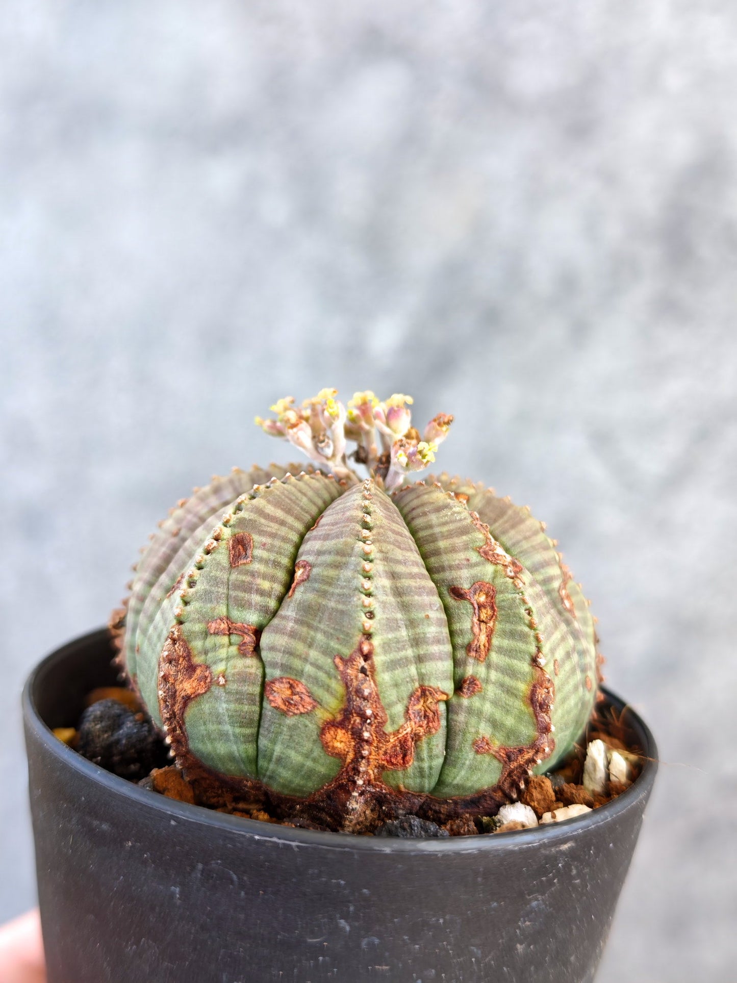 【現品限り】ユーフォルビア・オベサ メス 実生【K72】 Euphorbia obesa