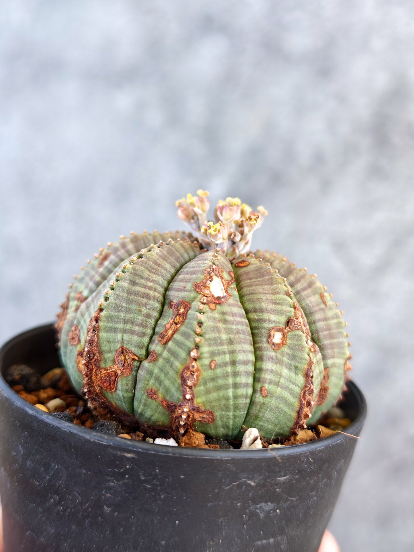 【現品限り】ユーフォルビア・オベサ メス 実生【K72】 Euphorbia obesa