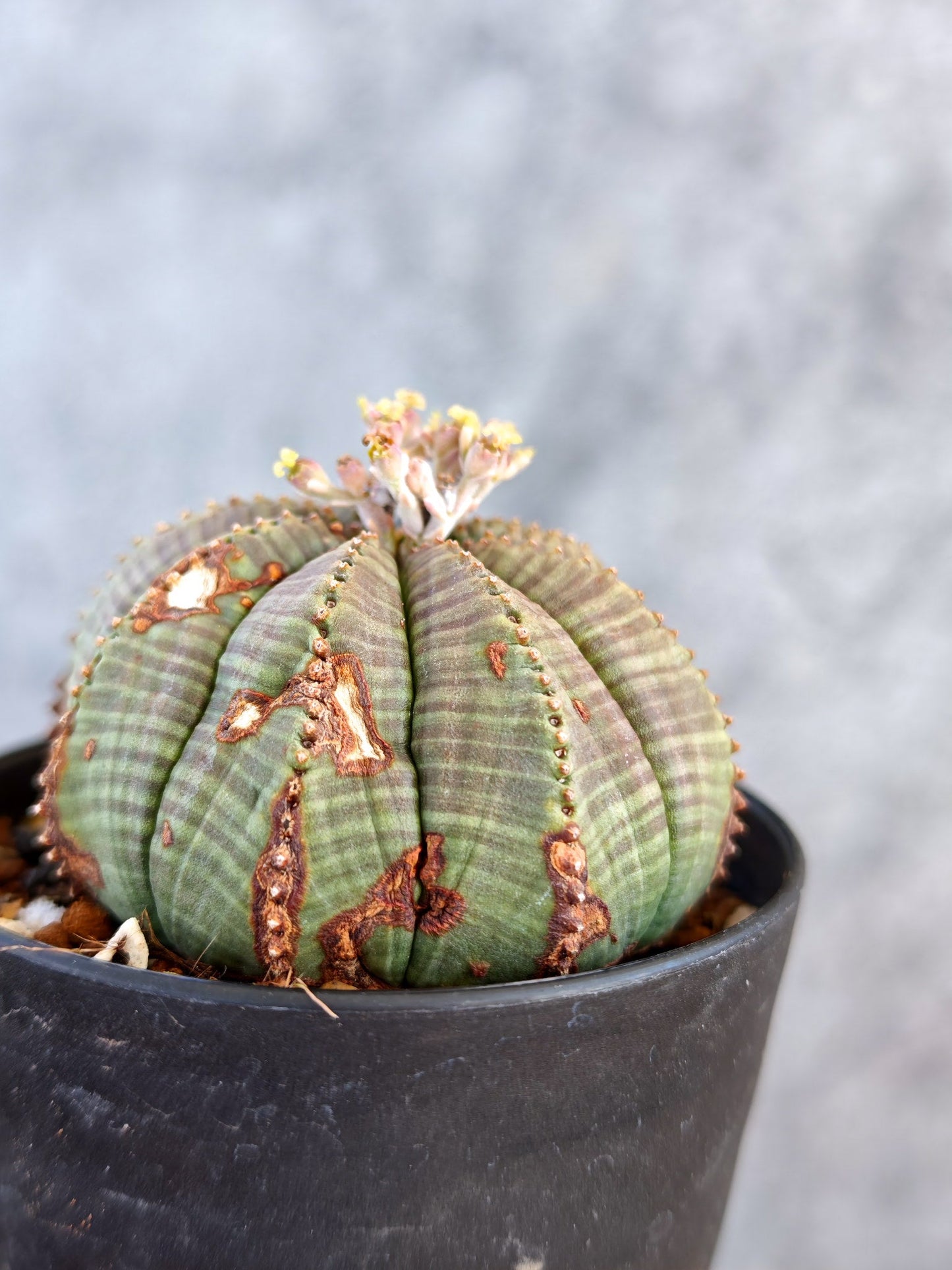 【現品限り】ユーフォルビア・オベサ メス 実生【K72】 Euphorbia obesa