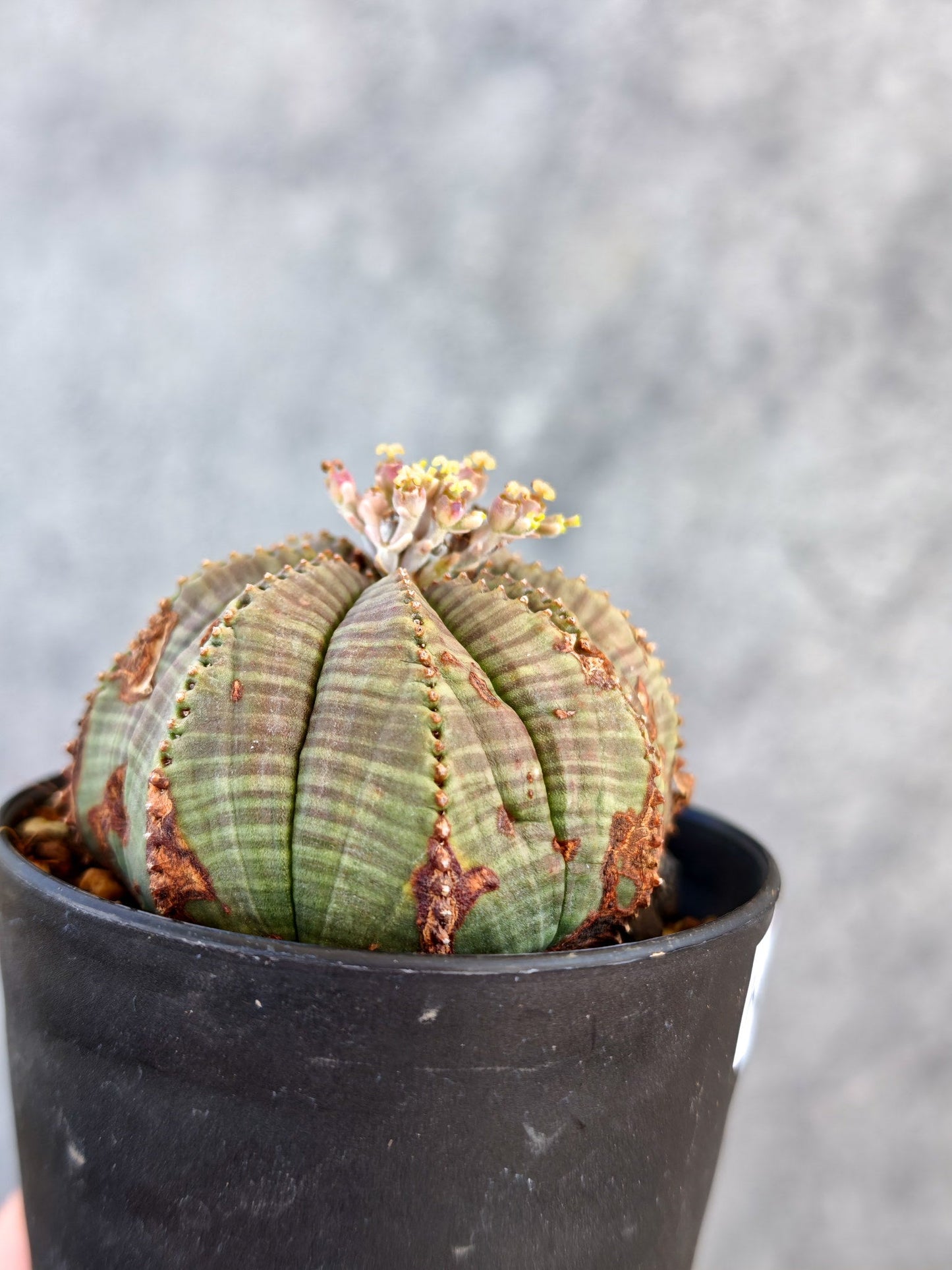 【現品限り】ユーフォルビア・オベサ メス 実生【K72】 Euphorbia obesa