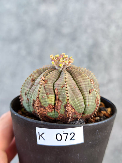 【現品限り】ユーフォルビア・オベサ メス 実生【K72】 Euphorbia obesa