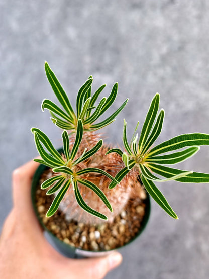 【現品限り】パキポディウム・グラキリス コレクション株 実生 7年【K74】 Pachypodium gracilius