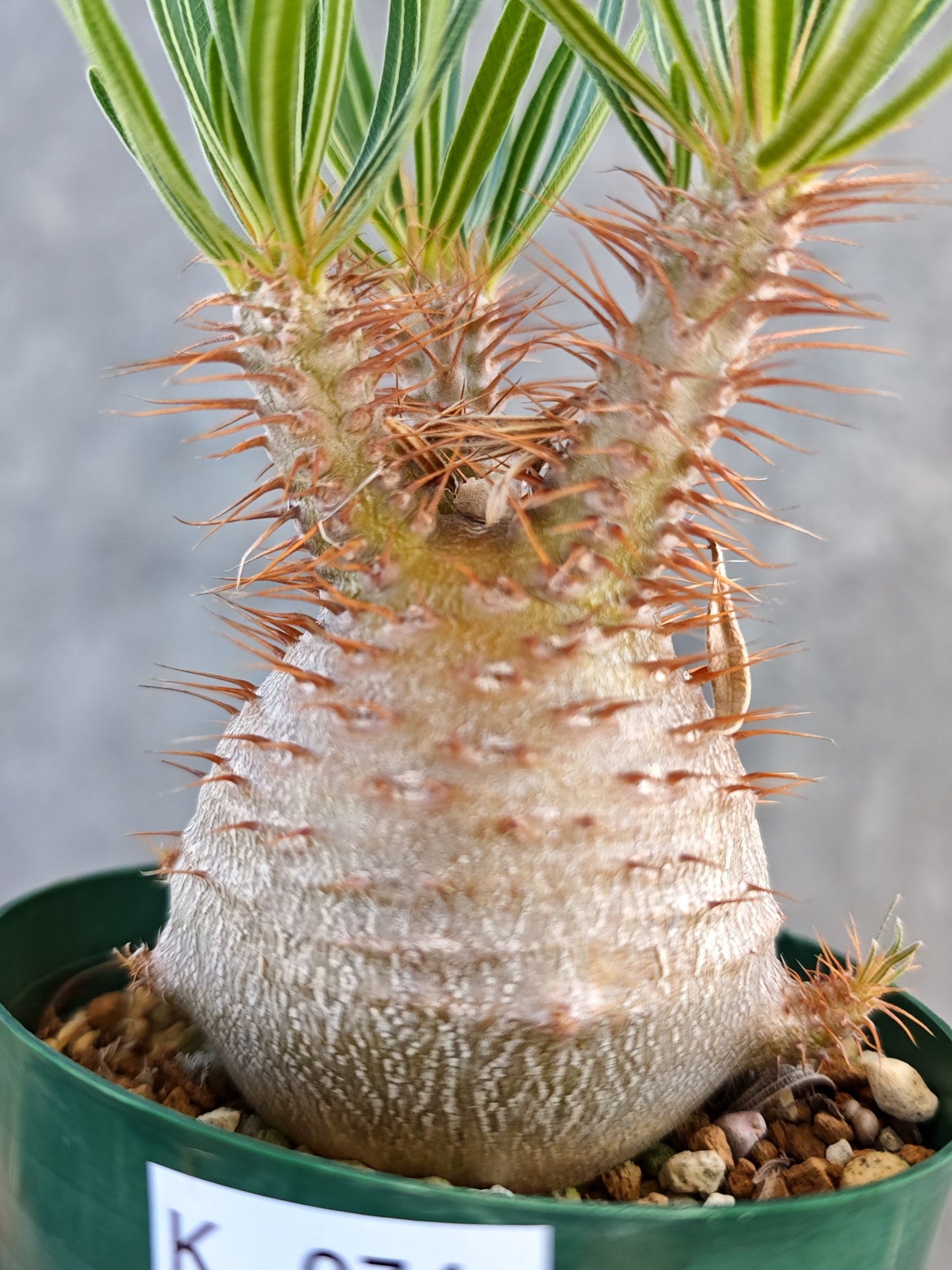 【現品限り】パキポディウム・グラキリス コレクション株 実生 7年【K74】 Pachypodium gracilius