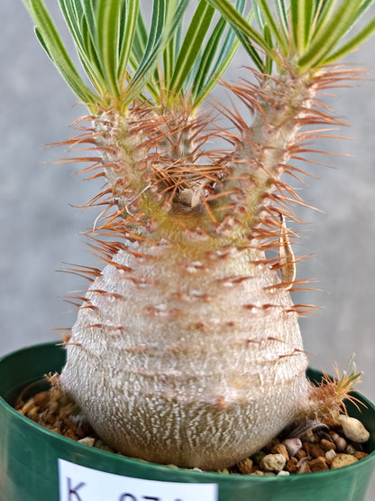 【現品限り】パキポディウム・グラキリス コレクション株 実生 7年【K74】 Pachypodium gracilius