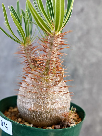 【現品限り】パキポディウム・グラキリス コレクション株 実生 7年【K74】 Pachypodium gracilius