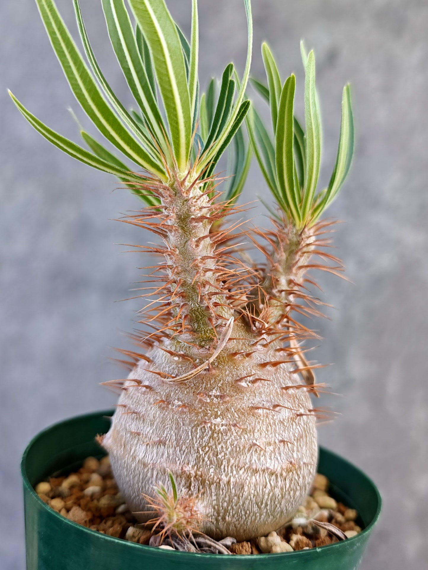 【現品限り】パキポディウム・グラキリス コレクション株 実生 7年【K74】 Pachypodium gracilius