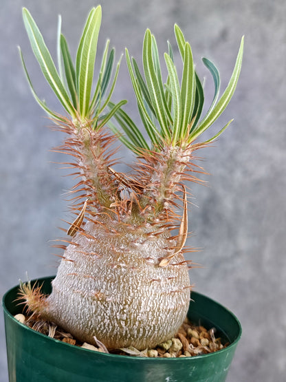 【現品限り】パキポディウム・グラキリス コレクション株 実生 7年【K74】 Pachypodium gracilius