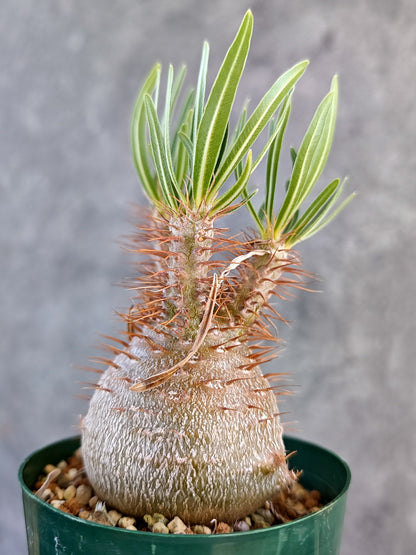 【現品限り】パキポディウム・グラキリス コレクション株 実生 7年【K74】 Pachypodium gracilius