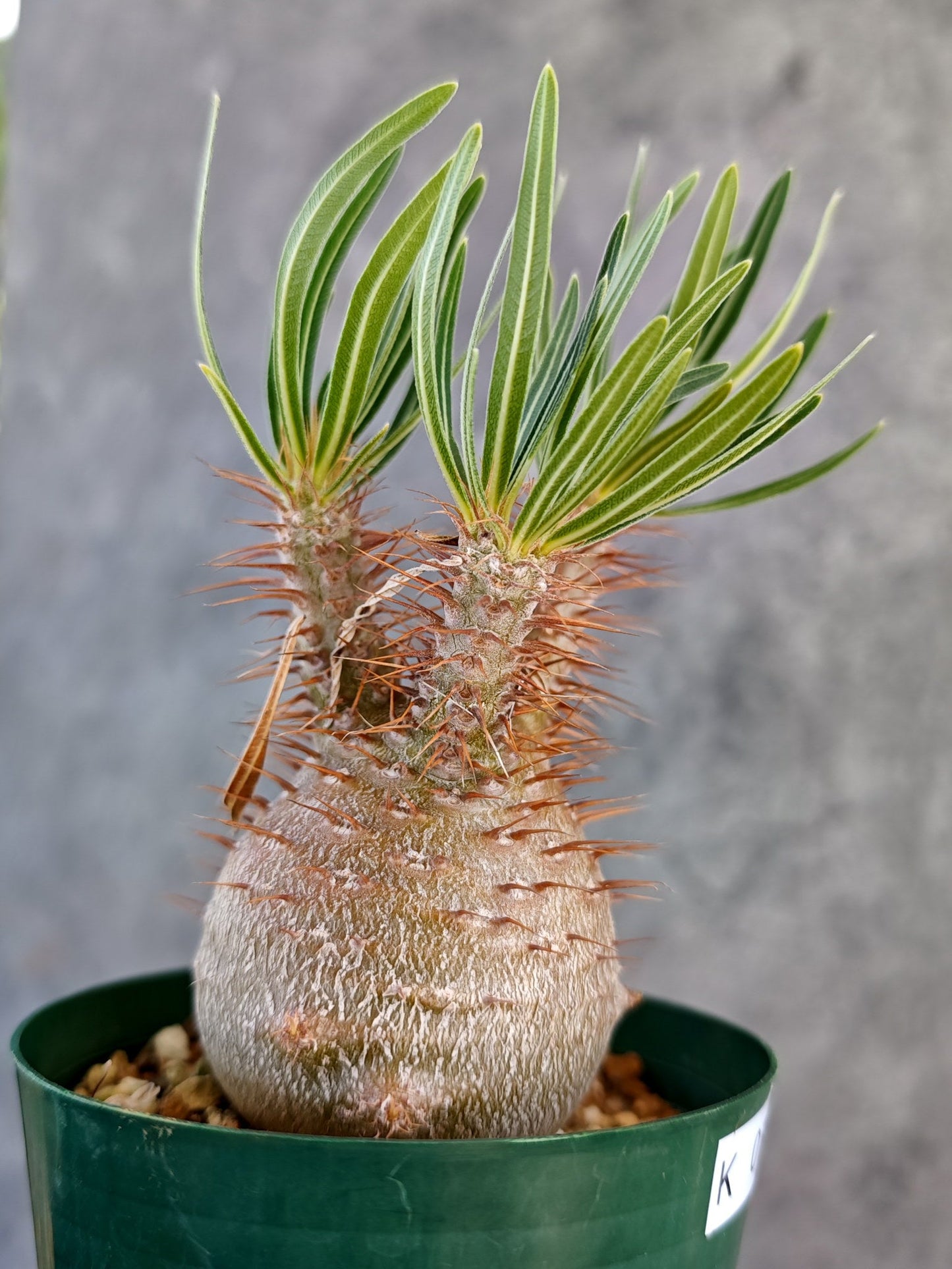 【現品限り】パキポディウム・グラキリス コレクション株 実生 7年【K74】 Pachypodium gracilius