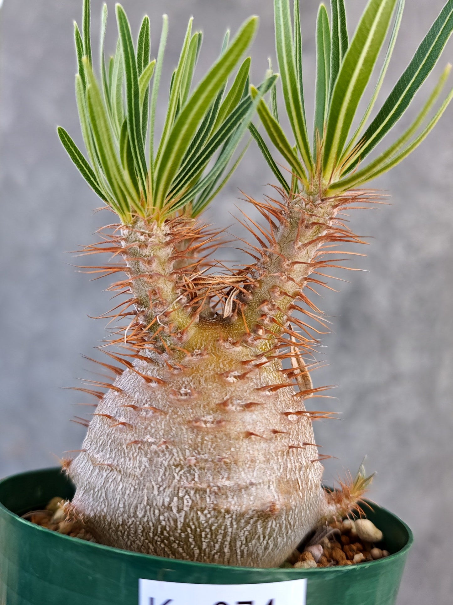 【現品限り】パキポディウム・グラキリス コレクション株 実生 7年【K74】 Pachypodium gracilius