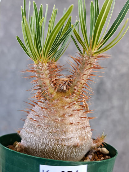 【現品限り】パキポディウム・グラキリス コレクション株 実生 7年【K74】 Pachypodium gracilius