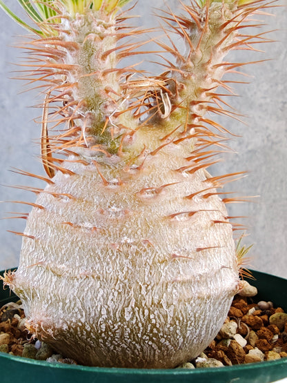 【現品限り】パキポディウム・グラキリス コレクション株 実生 7年【K74】 Pachypodium gracilius