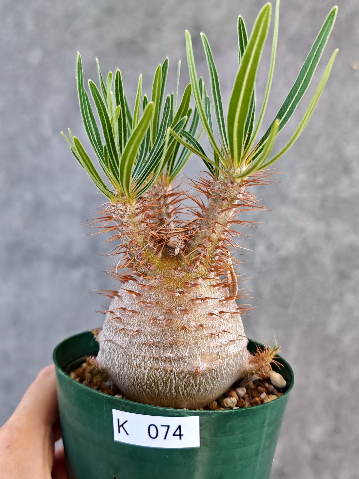 【現品限り】パキポディウム・グラキリス コレクション株 実生 7年【K74】 Pachypodium gracilius