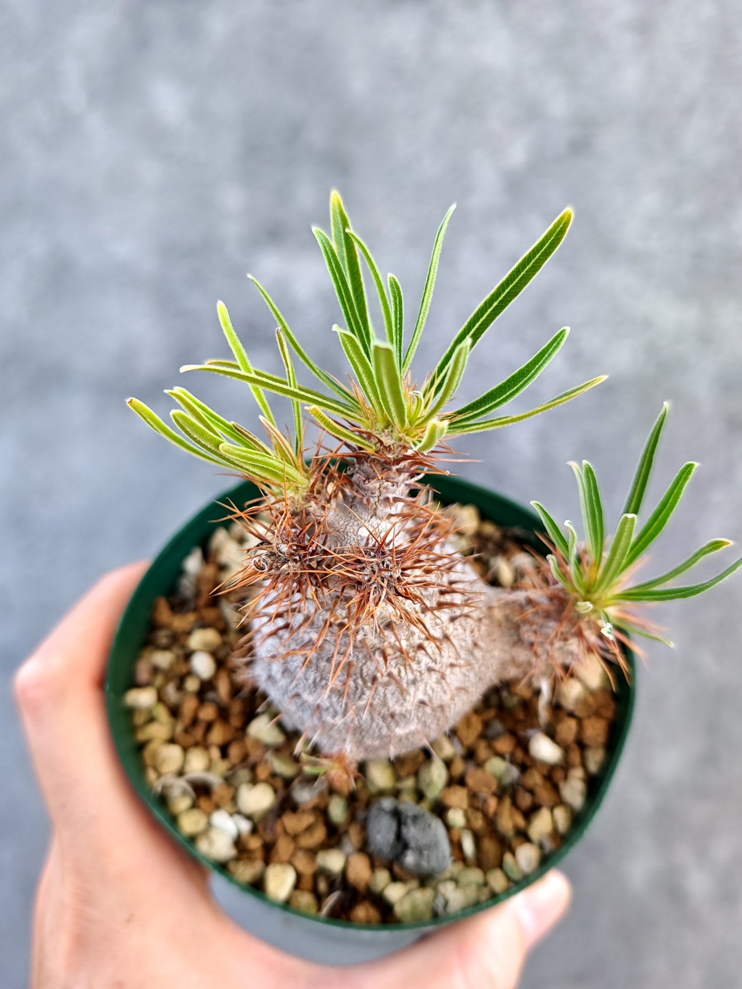 【現品限り】パキポディウム・グラキリス コレクション株 実生 7年【K75】 Pachypodium gracilius