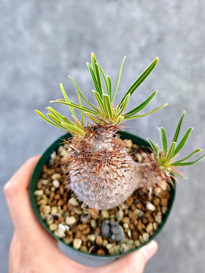 【現品限り】パキポディウム・グラキリス コレクション株 実生 7年【K75】 Pachypodium gracilius