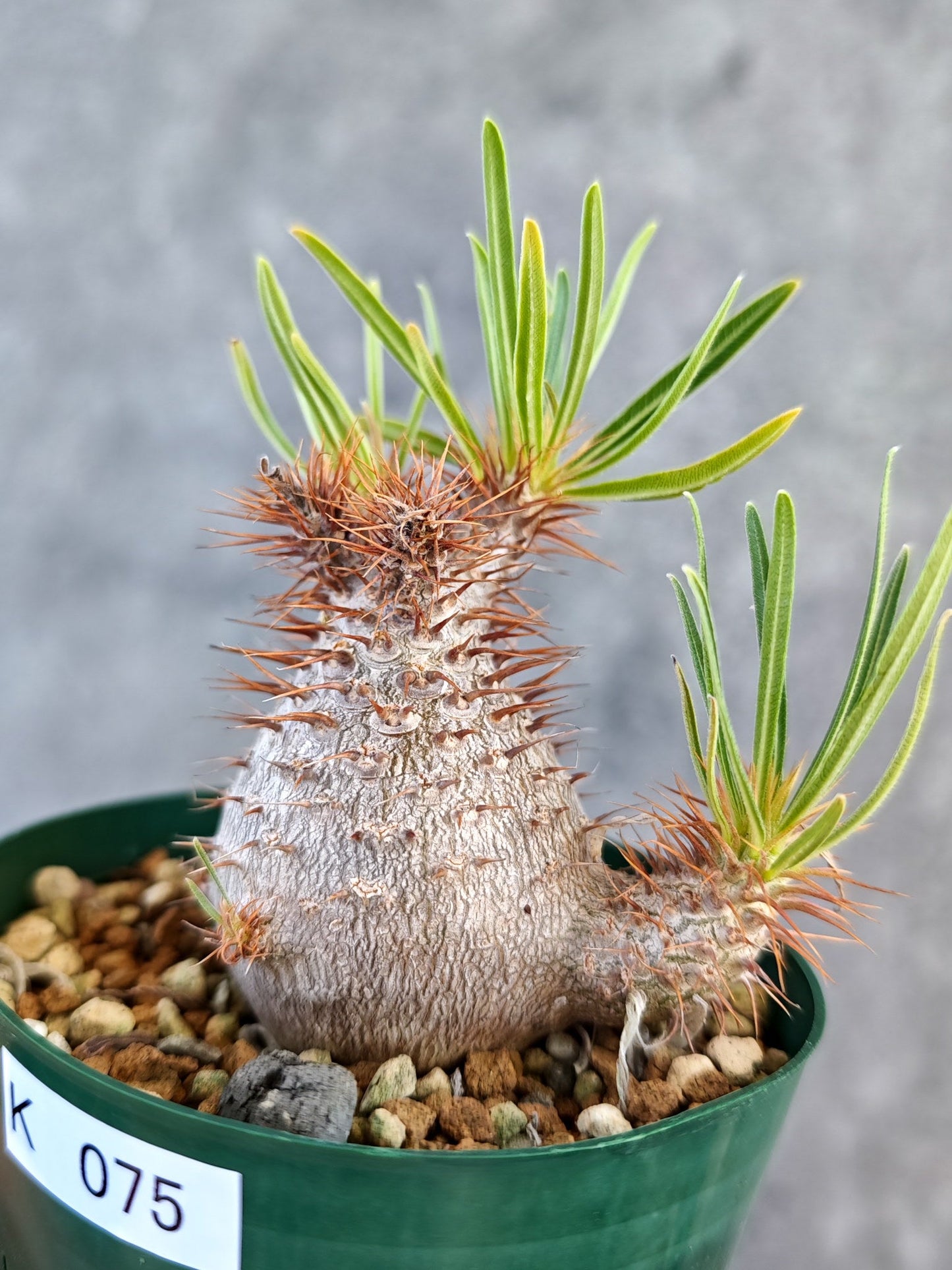 【現品限り】パキポディウム・グラキリス コレクション株 実生 7年【K75】 Pachypodium gracilius