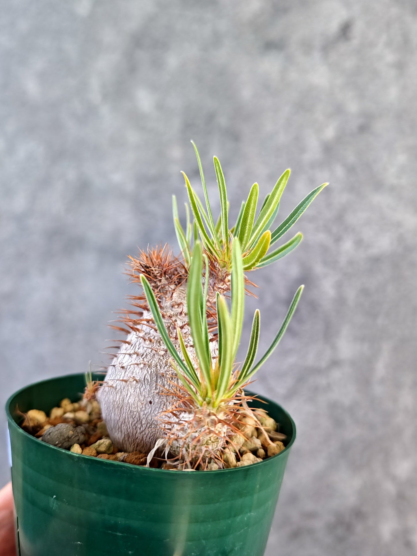 【現品限り】パキポディウム・グラキリス コレクション株 実生 7年【K75】 Pachypodium gracilius