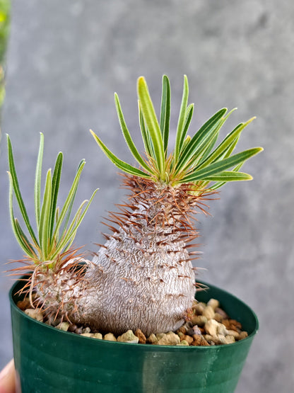 【現品限り】パキポディウム・グラキリス コレクション株 実生 7年【K75】 Pachypodium gracilius