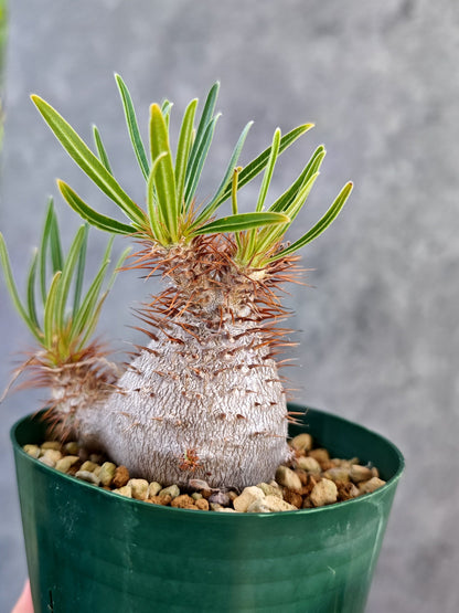 【現品限り】パキポディウム・グラキリス コレクション株 実生 7年【K75】 Pachypodium gracilius