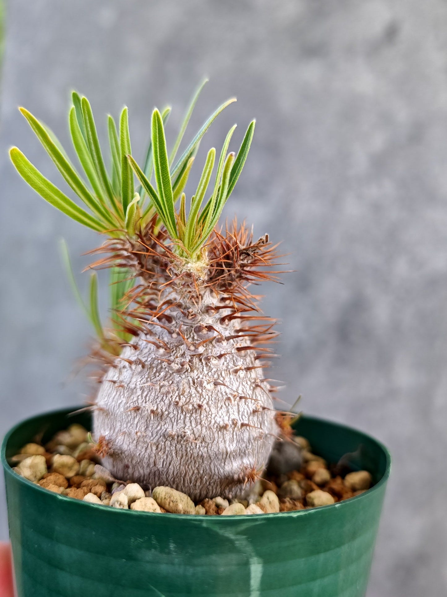 【現品限り】パキポディウム・グラキリス コレクション株 実生 7年【K75】 Pachypodium gracilius